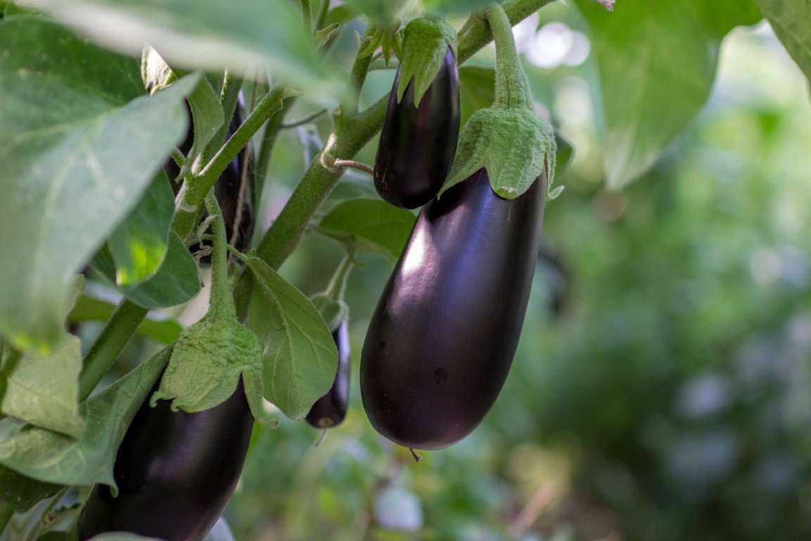 Des aubergines plantes potagères très fréquentes dans le Sud