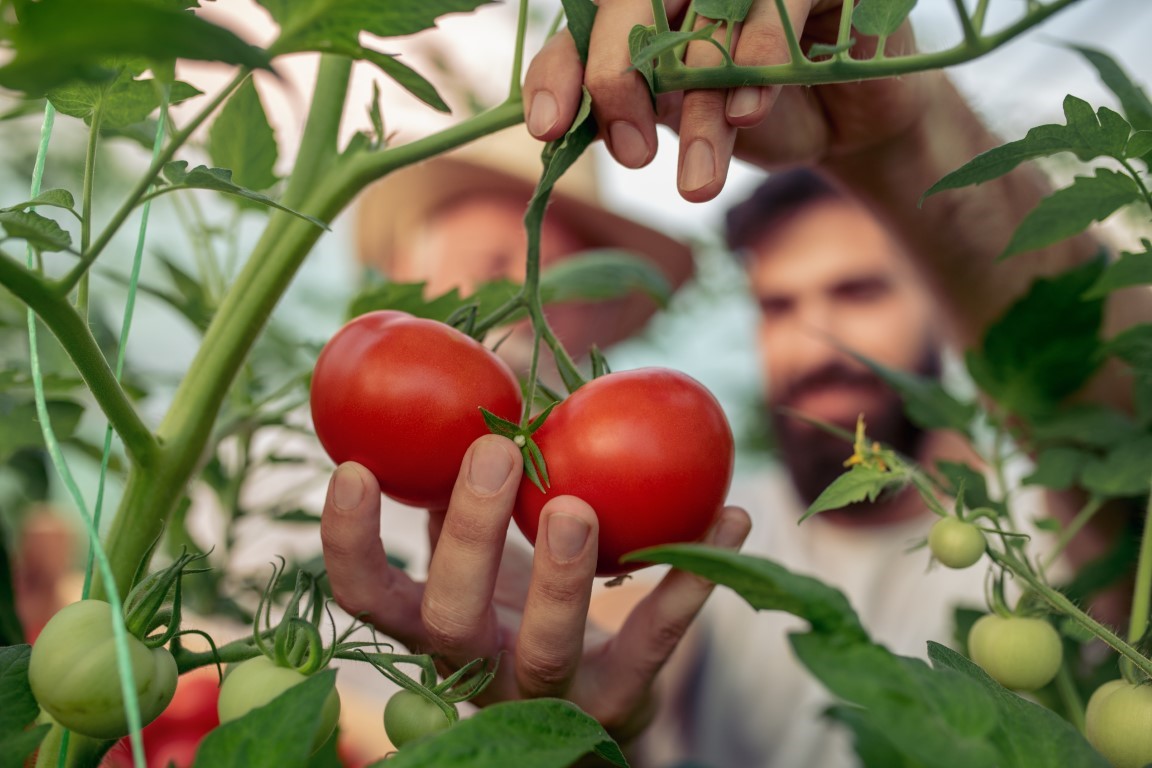 Cultiver des tomates, plantes populaires au potager