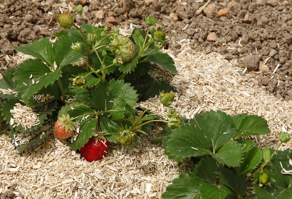 Vue rapprochée de plants de fraises