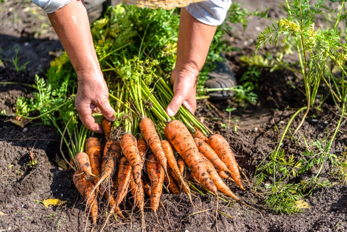 Des carottes, plantes comestibles très populaires