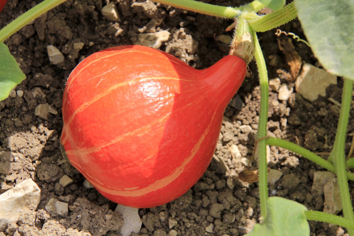 Le Red Kuri, une des variétés de potimarron les plus cultivées en France