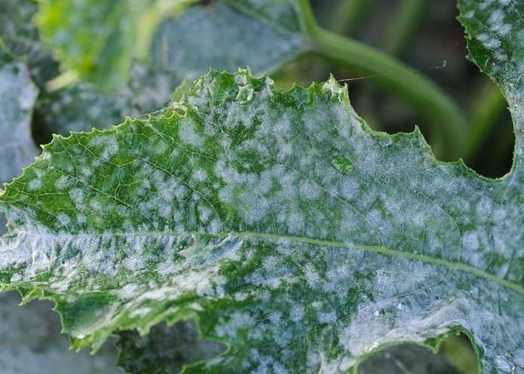 L'Oïdium, une maladie qui blanchit les feuilles de courgette
