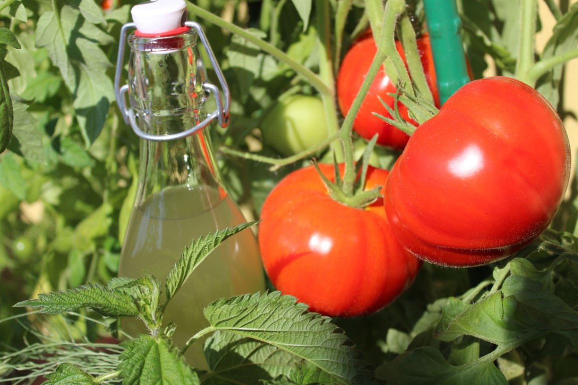 Utiliser le purin d'ortie pour protéger les tomates